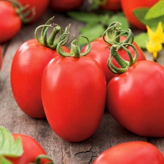 Biji tomat Kmicic - Lycopersicon esculentum - 500 biji - Solanum lycopersicum 