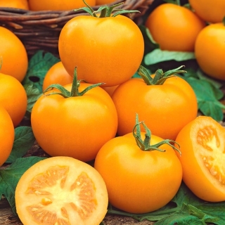 Tomat - Romus - Lycopersicon esculentum Mill  - seemned