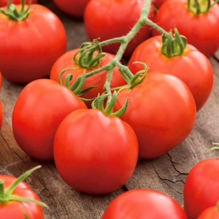 الطماطم "Szach" - مجموعة متنوعة من الحقول تنتج الفواكه بشكل منتظم - Lycopersicon esculentum Mill  - ابذرة