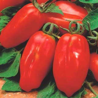 BIO Treibhaus-Tomate 'Marzano 2' - zertifizierte organische Samen