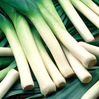 Leek "Juhas" - intended for autumn and late autumn harvest - 320 seeds