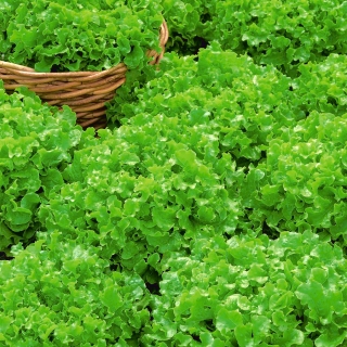 Verde salata verde cu stejar "Bowl de salata" - 945 de seminte - Lactuca sativa var. foliosa  - semințe