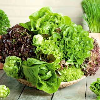 Lettuce - variety mix - COATED SEEDS - 250 seeds
