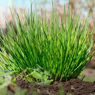 BIO Chives "Orta yaprak" - sertifikalı organik tohumlar - 