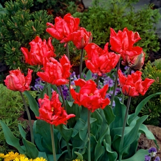 Tulipa Erna Lindgreen - paquete de 5 piezas
