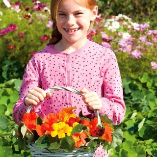 Mutlu Bahçe - "Renkli Bahçe Nasturtium" - Çocukların yetiştirebileceği tohumlar! - 24 tohum - Tropaeolum majus
