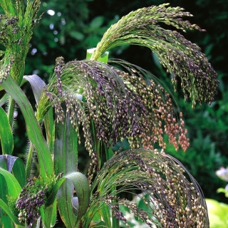 بذور عشب الذعر - بانيكوم باسيوم - 600 بذرة - Panicum violaceum - ابذرة