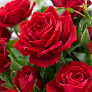 बड़े फूल वाले गुलाब - लाल - अंकुरित अंकुर - 