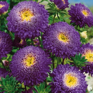 Tumma violetti kiinalainen "Princess" aster - 500 siemeniä - Callistephus chinensis - siemenet