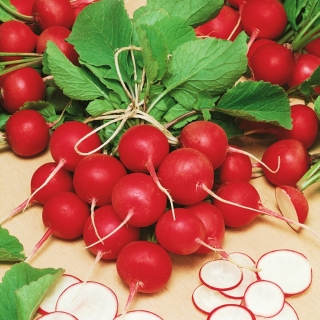 Radish "Cherry Belle" - COATED SEEDS