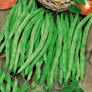 Green French bean "Hilds Neckarkönigin" – staked