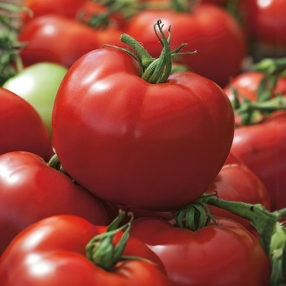 Tomat "Hardy" - pentru cultivarea serelor și sub acoperire, produce fructe mari, durabile - Lycopersicon esculentum  - semințe
