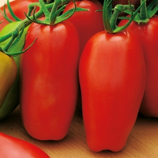 Tomato "Scatolone 2" - bidang, pelbagai berbentuk lada sesuai untuk pekat dan tulen - Lycopersicon esculentum Mill  - benih