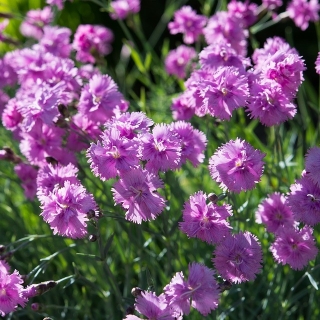 Обикновен микс от розово - двуцветни разновидности; градинско розово, диво розово - 162 семена - Dianthus plumarius