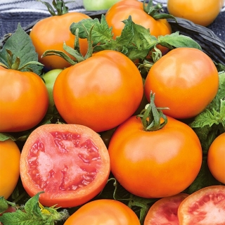 Field tomato "Zlatava" - tall variety