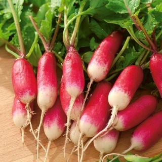 Radish "Alusia" - a medium long, red white-tipped variety
