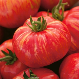 Полеви домати "Duo" - висок сорт - 