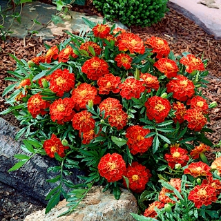 Marigold Meksiko "Brocade" - campuran varietas tanaman rendah; Aztec marigold - 