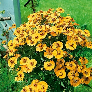 Sneezeweed de jardim "Zlotozolty (amarelo-dourado)" - uma planta melliferous - 
