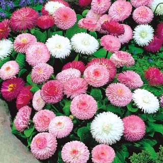 Hoa cúc đôi - hỗn hợp đa dạng - 