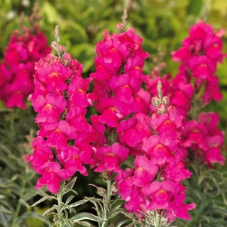 Muflier commun "Adriana" - fleurs de couleur amarante, cultivar hybride - 