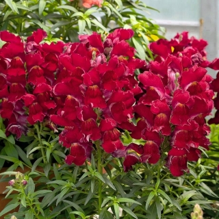Snapdragon comum "Sabrina" - uma cultivar híbrida com flores de cor carmesim - 