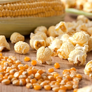 Kukuřice "Jantar" - odrůda pop-kukuřice; kukuřice - 