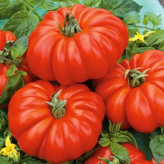 Tomato ladang "Costoluto fiorentino" - buah ribbed - 