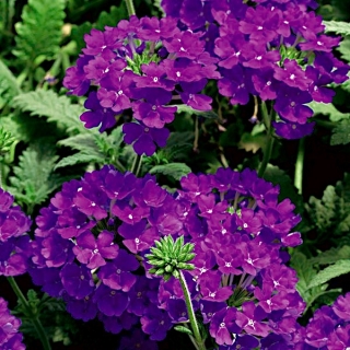 Zahradní vervain - fialová; zahradní verbena - 