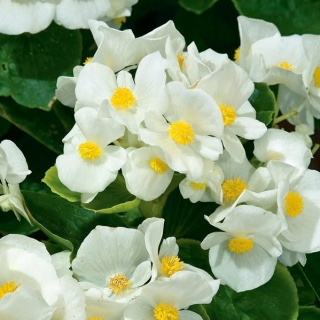 Begonia "Barbara" - variedad siempre floreciente, blanca y de hojas verdes - 