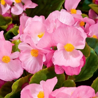 Бегония "Papillon Rose" - постоянно цветущая, бледно-розовая, с зелеными листьями - 