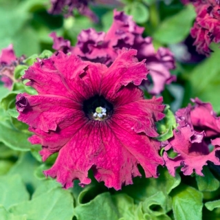 Garden petunia "Gottfried Michaelis" - frizzled, cherry-red and purple flowers