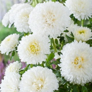 Baltas pompom gėlių asteris - 500 sėklų - Callistephus chinensis - sėklos