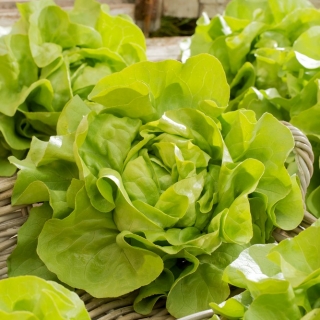 Terenska salata "Attractie" - 855 sjemenki - Lactuca sativa L. var. Capitata - sjemenke