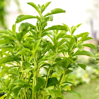 Saldžioji stevija - 30 sėklos - Stevia rebaudiana