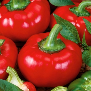 Paprika "Dumas" - červená a sladká - Capsicum L. - semená