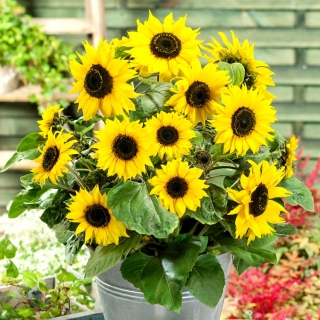 Sunflower Polino Cola - Helianthus annuus - 40 seeds
