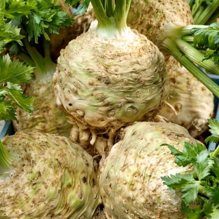 Celeriac，芹菜根“Talar” -  900粒种子 - Apium graveolens - 種子