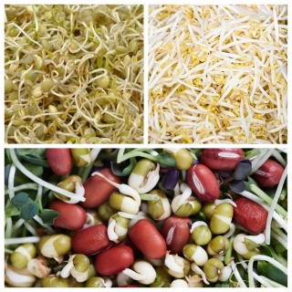 Проростання насіння - Тіло підсилює відбір -  Vigna angularis, Vigna radiata, Lens culinaris