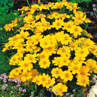 Γαλλική καραβίδα "Sunny" - λεμόνι-κίτρινη - 350 σπόρους - Tagetes patula L. - σπόροι
