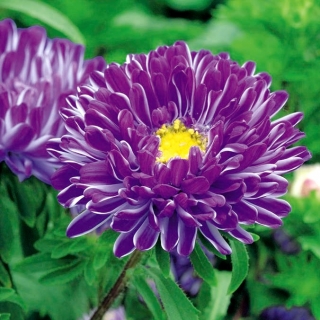 Dark blue chinese aster "Contraster" - 250 seeds