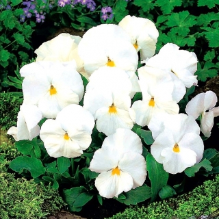 Árvácska fajták - Mont Blanc - fehér - 400 magok - Viola x wittrockiana