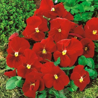 Pansy vườn hoa lớn màu đỏ - 240 hạt - Viola x wittrockiana 