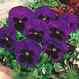 Árvácska fajták - Bergwacht - ibolya - 400 magok - Viola x wittrockiana