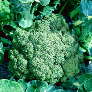 Broccoli "Sebastian" - varietate timpurie pentru primăvară și toamnă - 300 de semințe - Brassica oleracea L. var. italica Plenck