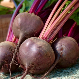 Beetroot "Nochowski" - productive variety with dark red flesh - 500 seeds