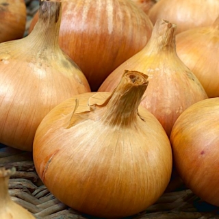 Onion "Octavia" - medium early variety, intended for autumn sow