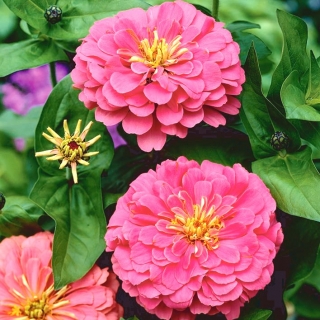 डाहलिया-फूल वाले सामान्य झिननिया "रोशनी" - 120 बीज - 
