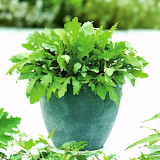 Home Garden - Rocket, Arugula - for indoor and balcony cultivation - 200 seeds