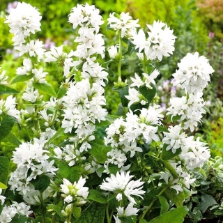 Biele semenáčiky - Campanula glomerata alba - 2000 semien